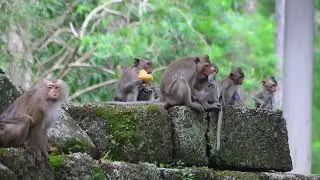 Mama Teresa Barbie Sit With Her Teams on stone on Sep10 G-Maz. 4k442 .Ambers