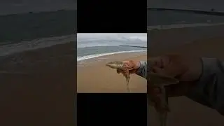 Seal Beach Leopard Shark yet again #sealbeach #fishing #surffishing #ocean #fish #shark #beach