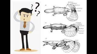 Platypus Electroreception