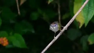 Chestnut crowned Warbler (Phylloscopus castaniceps)
