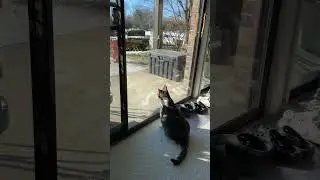 Vasyatka hears the birds outside and excitedly scratches at the glass.