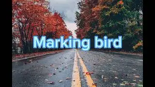 Marking bird || sad song || best ever || music every day ||