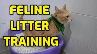How To Litter Train A Cat (Important Tips!)
