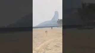 Animals energy