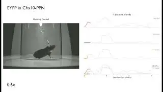 Optogenetic activation of Chx10-PPN neurons