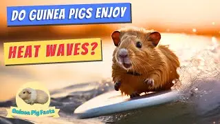 Guinea Pig Heatwave Survival Guide