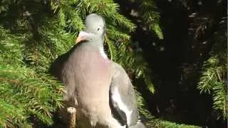 Pigeons fighting - des pigeons se battent