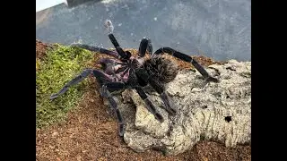 Xenesthis immanis, Purple Bloom  rehouse and care