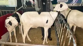 MEILLEURE ESPOIRE FEMELLE FODDAK BELLE MERE BAT LE RECORD HAUTEUR