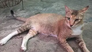 angry cat sounds indian#viralvideo #funnycats #funnyvideo #angrcat#cat #cat 