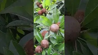 Meloor  𝘔𝘺 Village / Agricultural village /?/കർഷകരുടെ കൊച്ചു ഗ്രാമം എന്നറിയപ്പെടുന്ന നമ്മുടെ മേലൂർ