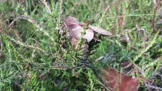 Fox Moths Macrothylacia rubi mating flight
