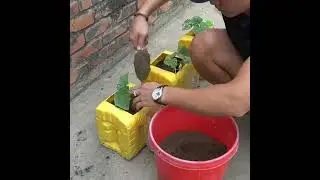 grow cucumber  🥒 trees fast harvest in plastic bottle 🪴🪴