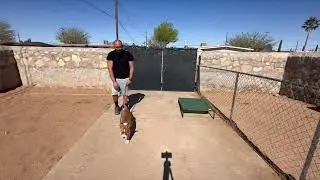 5 m/o Pitbull/ Boxer mix, TALI- Best Dog Trainer, El Paso TX
