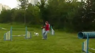 Agility Extreme Dog Wroclaw