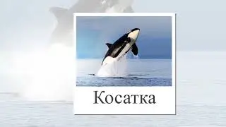 Киты. Виды китов. Презентация для детей. Карточки Домана для детей. Картинки и названия.