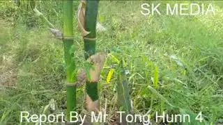 SK Media Report From Cambodia The Bamboo farm By  Tong Hunn 4
