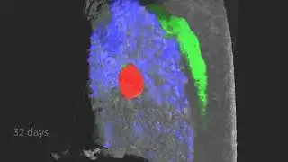 The Newt Eye Lens as a Research Model