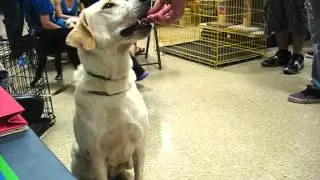 Rockwall Shelter Pet for Adoption