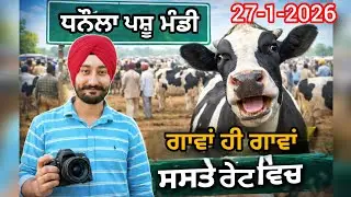 ਧਨੌਲਾ ਪਸ਼ੂ ਮੰਡੀ ਵਿੱਚ ਸਸਤੇ ਰੇਟ ਦਿਆ ਵੱਧ ਦੁੱਧ ਵਾਲੀਆਂ ਗਾਂਵਾ #cow #dairyfarming #cowmandi 