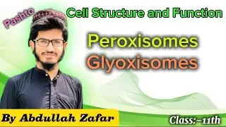 Peroxisomes & Glyoxisomes cell organelles |Class-11th Bio (Pashto) by Abdullah Zafar #abdullahzafar