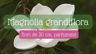 Singura magnolie cu flori foarte mari si parfumate - Magnolia grandiflora