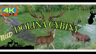 DOLINA CYBINY || JELEŃ SZLACHETNY 14-TAK || LATO 2024 || CYBINA VALLEY || SUMMER 2024 ||