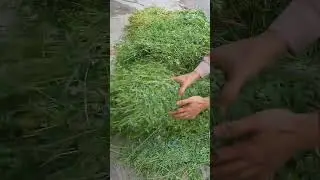 Goat Farming Daily Diet Plan #amirasif72 #goatdietbyamir