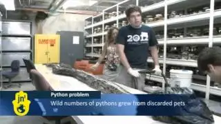 Burmese Python in Florida Breaks World Record: Huge Python Population in Everglades National Park