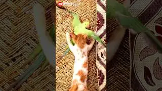 Parrot Attacked By Cat | Cat vs Parrot #cat #shorts