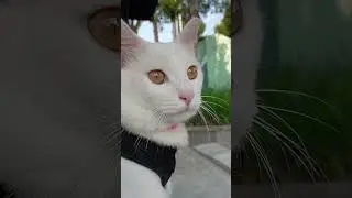 Gantenganya anak mami 😍 #kucingganteng #kucinglucu #cat #whitecat #kucingputih #angora