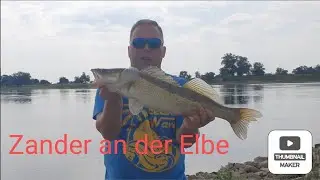 Zander an der Elbe