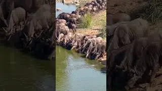 Ambush at the Waterhole: Crocodile Launches Attack on Thirsty Wildebeests!