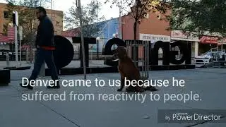 Best dog training Kitchener Cambridge Waterloo