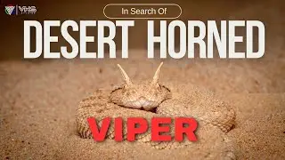 Herping: In Search of the Desert Horned Viper #herping #viper #snakes #hornedviper