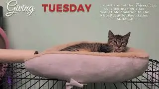 This Giving Tuesday, consider making a tax-deductible donation to The Kitty Beautiful Foundation.