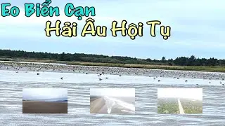 Biển Oregon Coast V&agrave;o Thu - Eo Biển Cạn & Hải &Acirc;u -Weekend At Oregon Coastal-Vlog 189