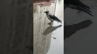 Мокрая позировать не буду #вороны / I am not posing wet #crow #crowfashion