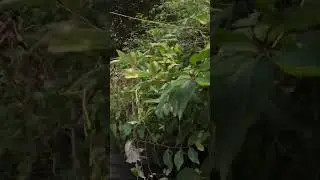 I should have thought twice #mtb #mtbjump #crash