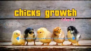 little chicks growth | birds beauty | chicken chicks | day 6