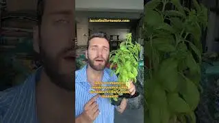 Ecco come potare il basilico! 🌱👌