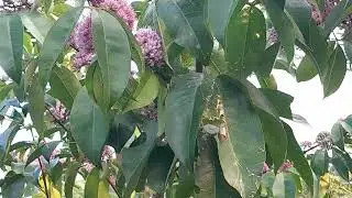 6th Dec. Melicope elleryana flower