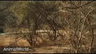 Young leopard kills dog and eats it