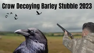 THC - The Hunting Channel | Crow Decoying On Barley Stubble | 12G & .410 Mossberg 500 Hushpower