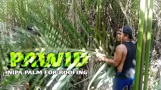Nipa Palm for Roofing | #WackyTV