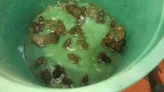 Big Frog Eating Small Frog