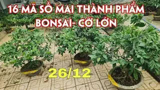 26/12. 16 Mã Số Mai Thành Phẩm 2 Mùa, Mai Bonsai Để Bàn.☎Trang 0397460736
