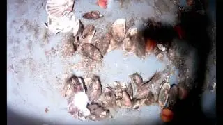 Limaria hians Time Lapse 2.mov