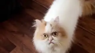 Louis, the Grumpy Cat is becoming a social media star with his 'angry expressions' 1