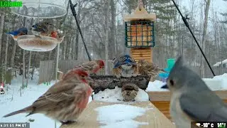LGR Bird Feed - January 31, 2026